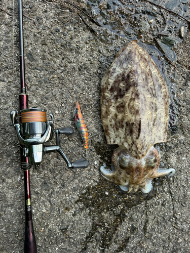 モンゴウイカの釣果