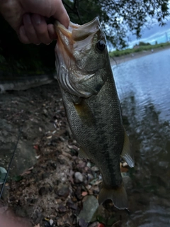 ラージマウスバスの釣果