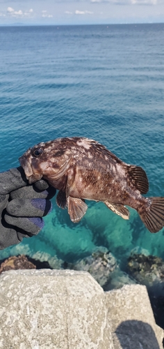 ソイの釣果