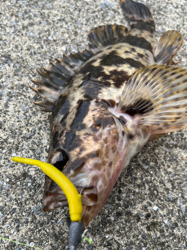 タケノコメバルの釣果