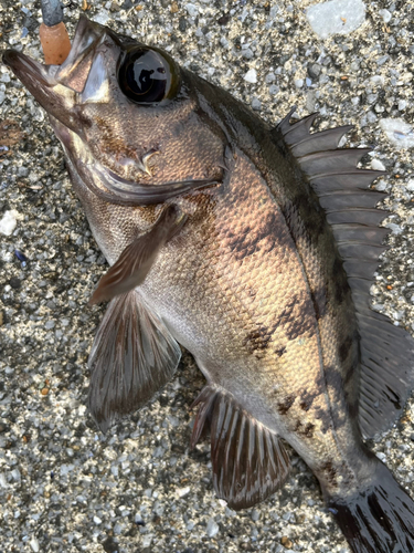 メバルの釣果