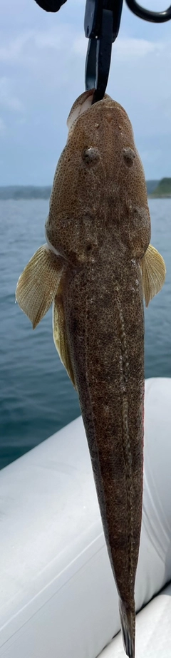 マゴチの釣果