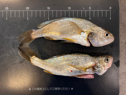 イシモチの釣果