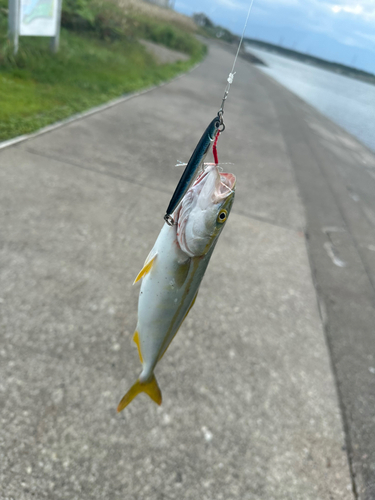 ワカシの釣果