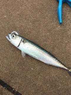 サバの釣果