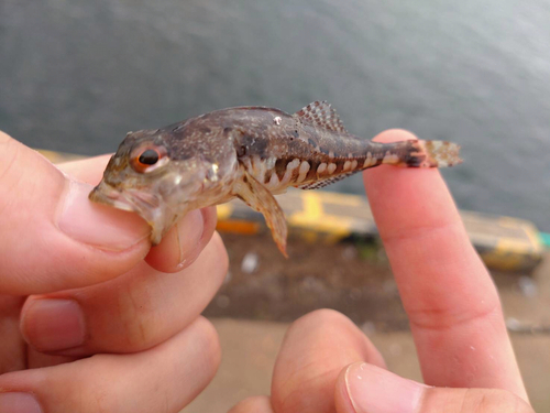 アナハゼの釣果