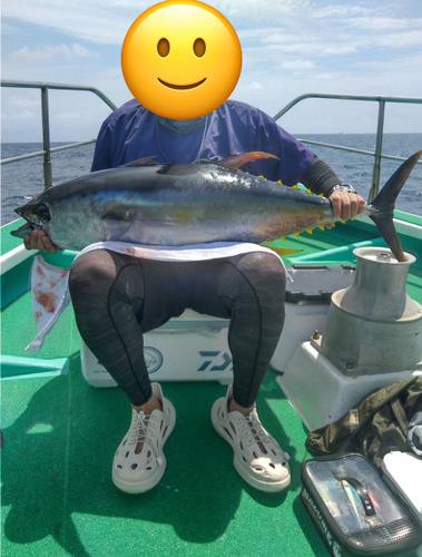 キハダマグロの釣果