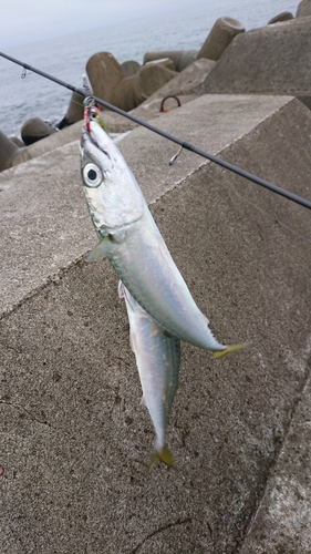 サバの釣果