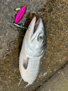 シロザケの釣果