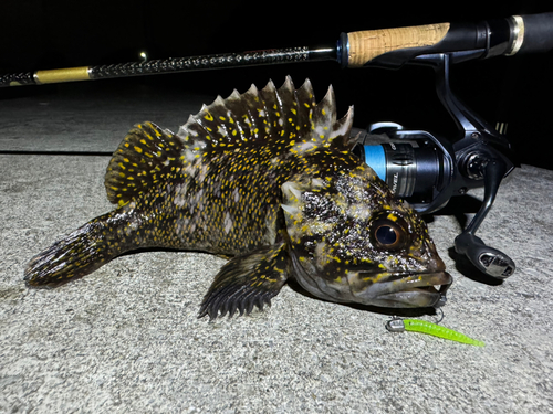 オウゴンムラソイの釣果