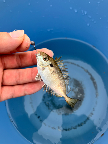 アイゴの釣果