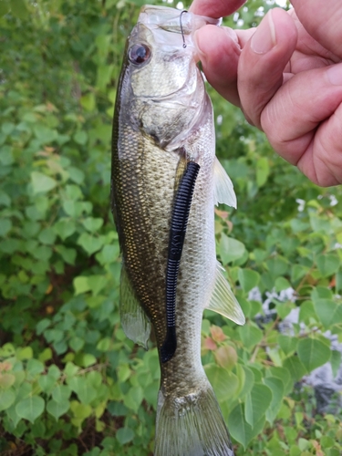 ラージマウスバスの釣果