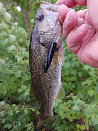 ラージマウスバスの釣果