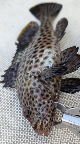 イシミーバイの釣果