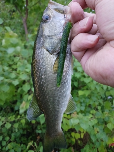 ラージマウスバスの釣果