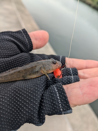 マハゼの釣果