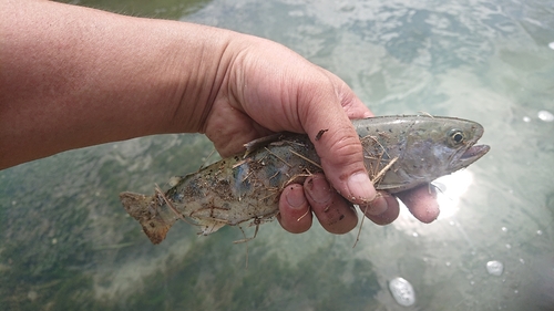 ヤマメの釣果