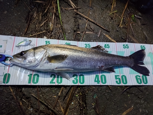 スズキの釣果