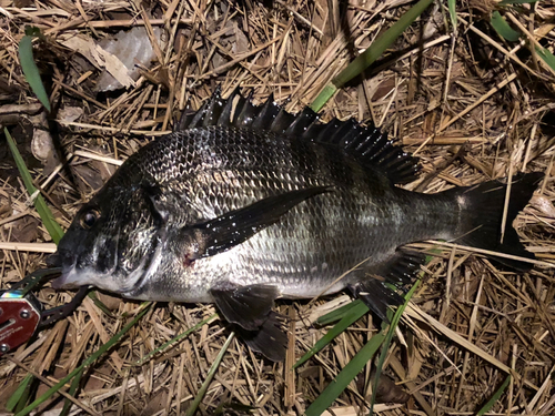 チヌの釣果