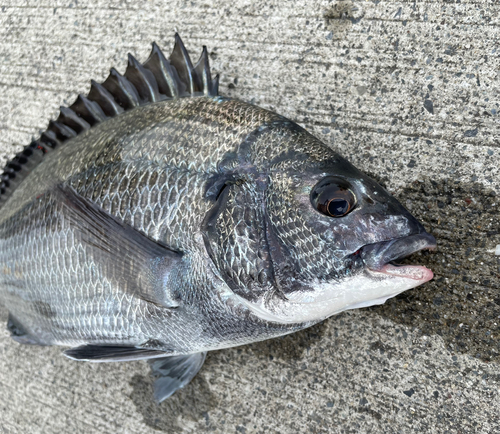 チヌの釣果