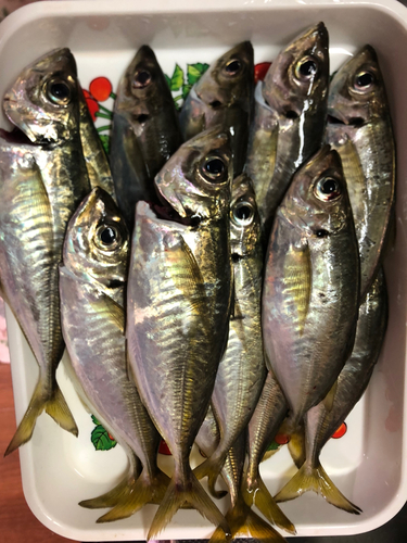 アジの釣果