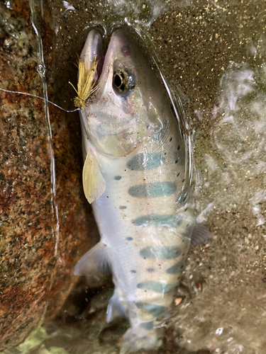 ヤマメの釣果