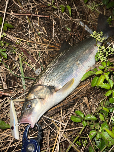 ウグイの釣果