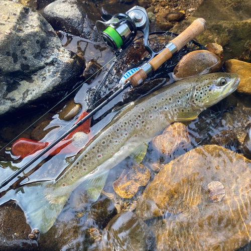 ブラウントラウトの釣果