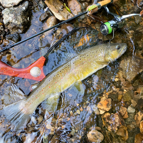 ブラウントラウトの釣果