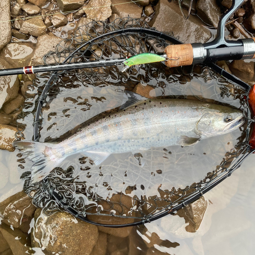 アマゴの釣果