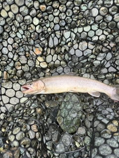 イワナの釣果