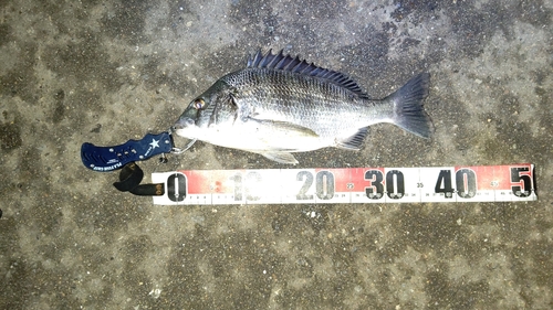 クロダイの釣果