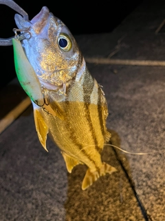 コトヒキの釣果