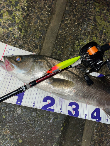 シーバスの釣果