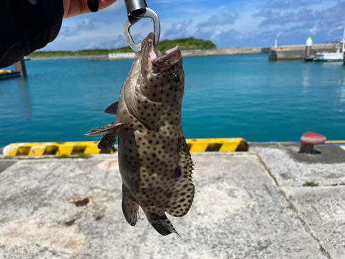 イシミーバイの釣果