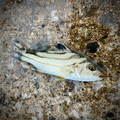 コトヒキの釣果