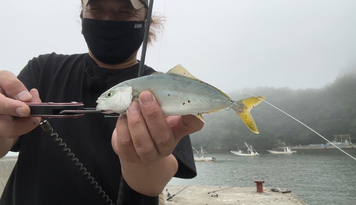 ワカシの釣果