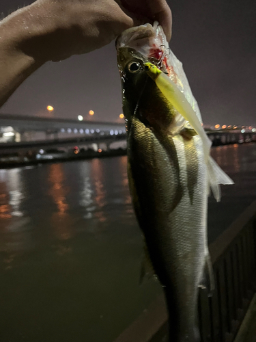 セイゴ（マルスズキ）の釣果