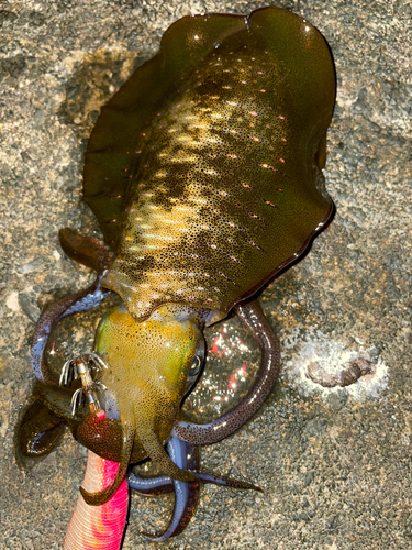 アオリイカの釣果