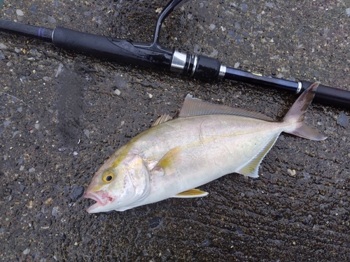 ショゴの釣果