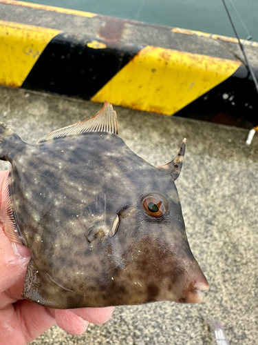 カワハギの釣果