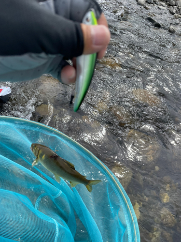 アユの釣果