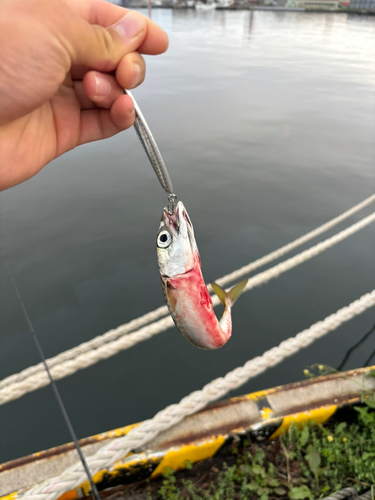 サバの釣果