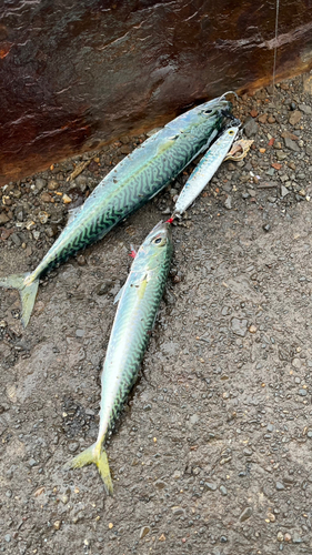 サバの釣果