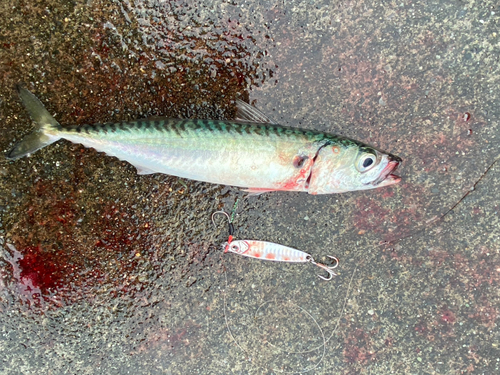 サバの釣果