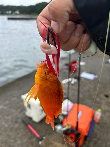 オキゴンベの釣果