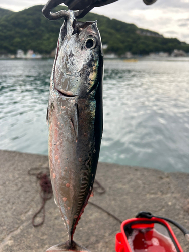 カツオの釣果