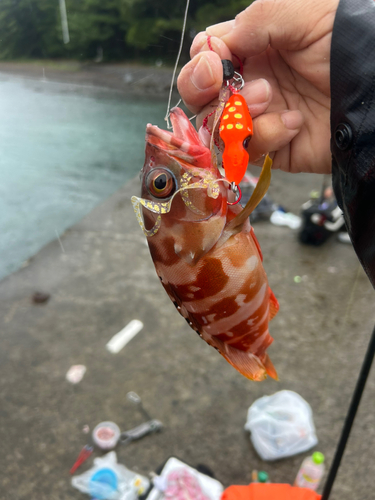 アカハタの釣果