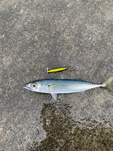 サバの釣果