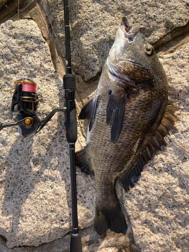 チヌの釣果